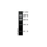 PH0007 | DNA Marker VI (250-10000bp)