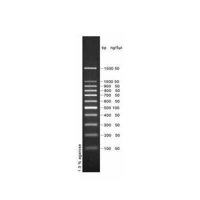 PH0011 | DNA ladder (100-1500bp)