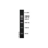 PH0021 | D15000 DNA ladder (250-15000bp)