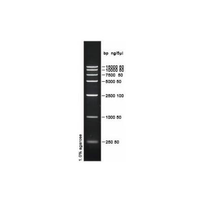 PH0021 | D15000 DNA ladder (250-15000bp)