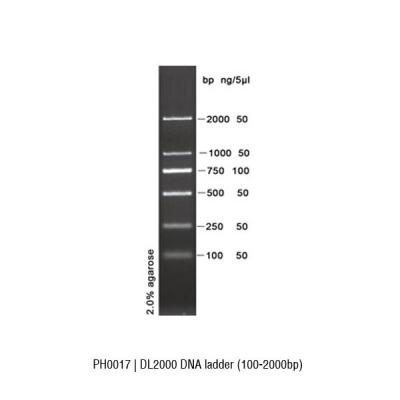 PH0017 | DL2000 DNA Ladder (100-2000bp) 100T
